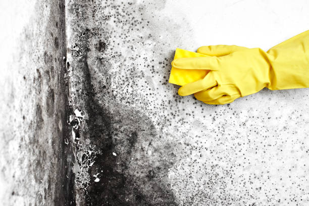 Best Dehumidification Services  in Lake Stickney, WA