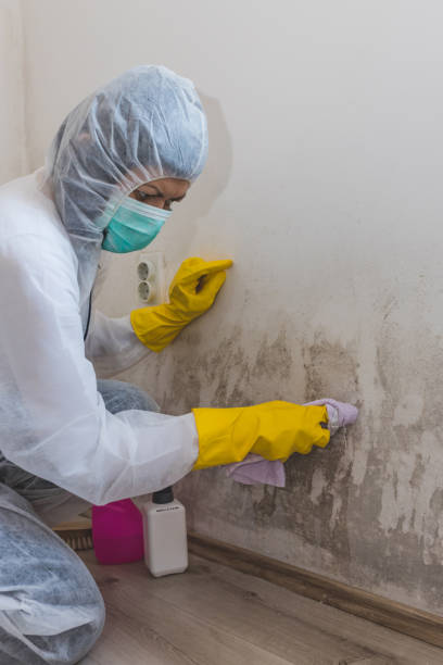 Best Industrial Mold Remediation  in Lake Stickney, WA
