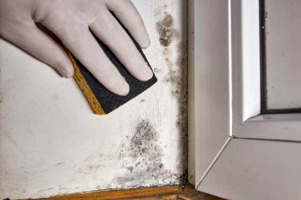 Best Comprehensive Air Testing for Mold Contaminants  in Lake Stickney, WA